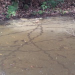 池の水面に謎の模様