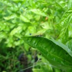 バジルをとらせてください（泣）