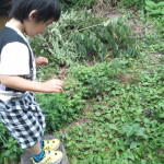 こどもピーマン