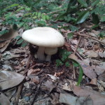 森に抱かれながら・・・