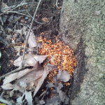 森探検ツアーの会