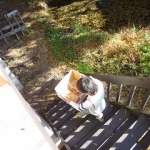 ハッスル鉄道くん