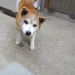 定休日はお気に入りのドッグランカフェへ