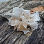 本日のきのこ☆