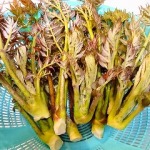 山菜の王様